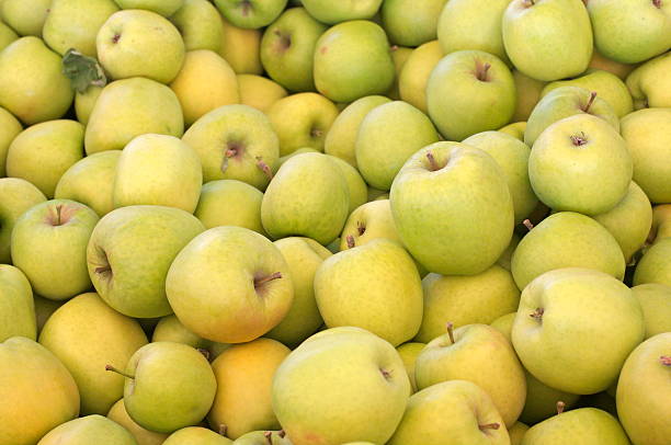 Crispin (also known as Mutsu) apples stock photo
