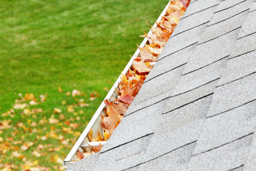 A residential home roof gutter is filled mostly with autumn sugar maple tree leaves. Fallen leaves can also be seen on the ground down below. Copy space. 