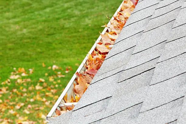 A residential home roof gutter is filled mostly with autumn sugar maple tree leaves. Fallen leaves can also be seen on the ground down below. Copy space. 