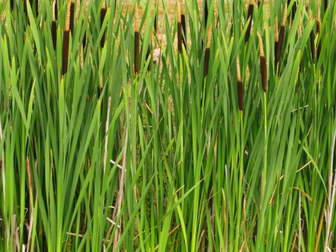 Typha is a genus of about eleven species of monocotyledonous flowering plants in the monogeneric family Typhaceae. The genus has a largely Northern Hemisphere distribution, but is essentially cosmopolitan, being found in a variety of wetland habitats. These plants are known in British English as bulrush, bullrush, or reedmace, in American English as cattail, punks, or corndog grass, and in New Zealand as raupo. Typha plants grow along lake margins and in marshes, often in dense colonies, and are sometimes considered a weed in managed wetlands. The plant's root systems help prevent erosion, and the plants themselves are often home to many insects, birds and amphibians.