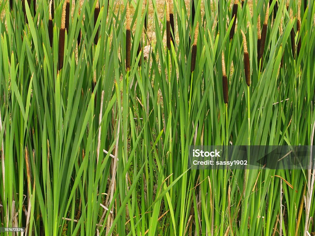 Cattails Reeds Typha zakładu - Zbiór zdjęć royalty-free (Brzeg rzeki)
