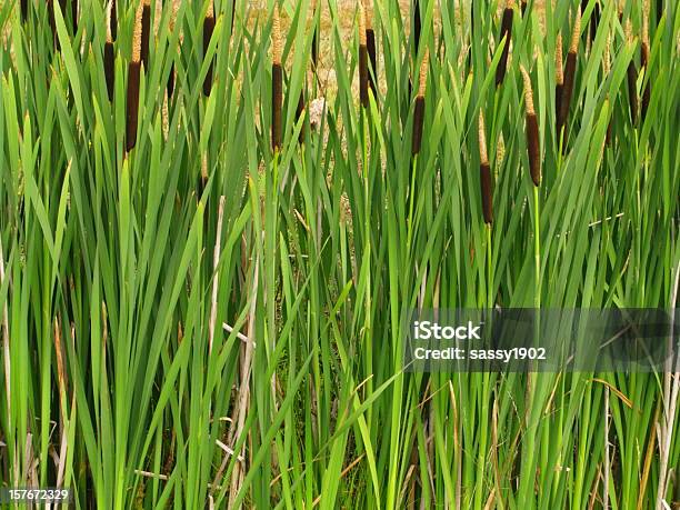 Cattails Reeds Typha Zakładu - zdjęcia stockowe i więcej obrazów Brzeg rzeki - Brzeg rzeki, Pałka wodna, Bagno