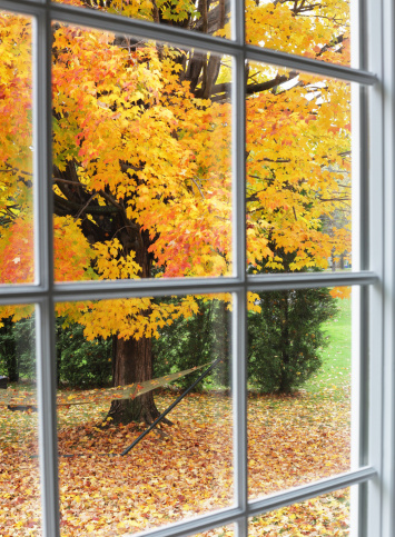 Crisp yellow and orange autumn sugar maple leaves - many still on the tree though most already fallen on the hammock and the ground in the back yard - viewed through residential home window. Slight reflections of the decorative cross pieces can be seen on the double-paned glass in this large bay window.