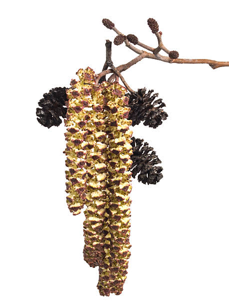 알 더의 catkins - inflorescence alder tree glutinosa aments 뉴스 사진 이미지