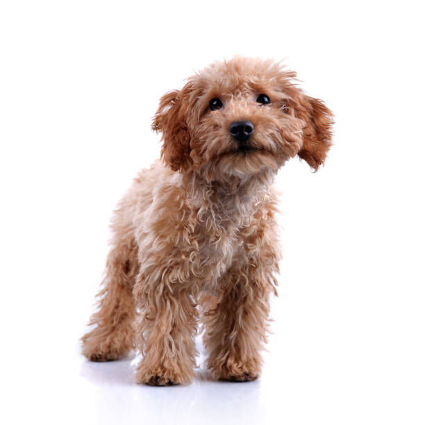 istock Cute Little Teddy Bear Puppy Studio Shot – XXLarge 157672420