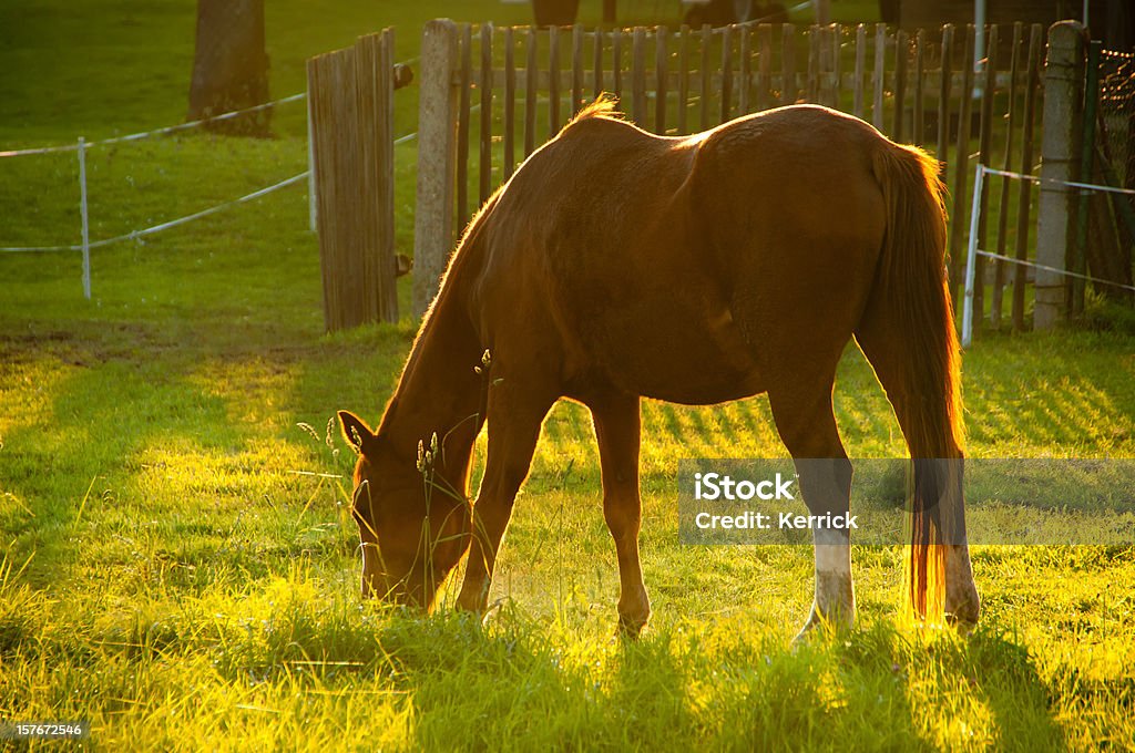 Braunes Pferd im Herbst in beleuchteten - Lizenzfrei Pferd Stock-Foto