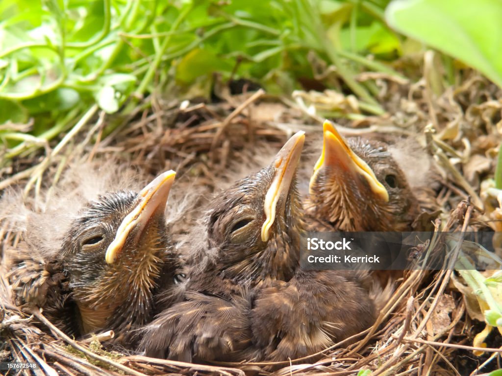 Was ein langweilig! blackbird Babys – 14 Tage - Lizenzfrei Blatt - Pflanzenbestandteile Stock-Foto