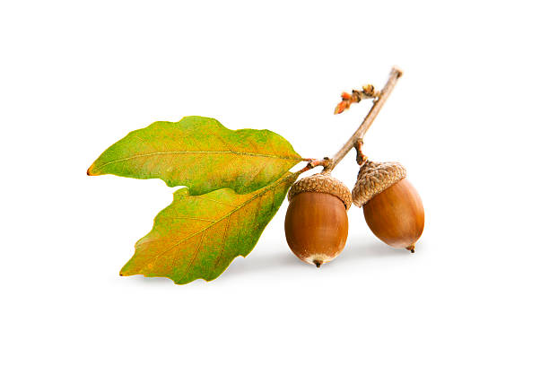 acorns, 참나무 잎 흰색 바탕에 그림자와 - oak leaf 뉴스 사진 이미지