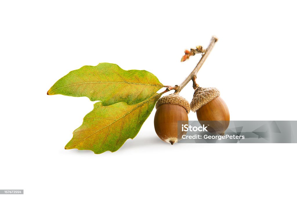 Acorns i Oak liści na białym tle - Zbiór zdjęć royalty-free (Żołądź - Nasienie)