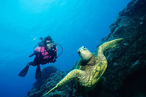 Green Turtle and Woman Turtle encounter extinct volcano stock pictures, royalty-free photos & images