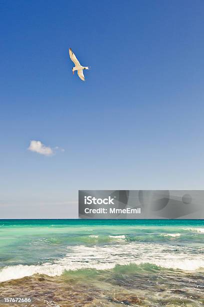 Vogel Und Meer Stockfoto und mehr Bilder von Blau - Blau, Cancun, Entspannung