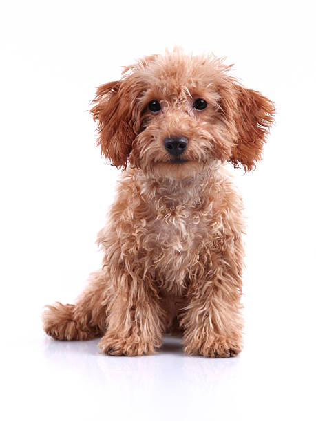 monada; osito de peluche pequeño cachorro foto de estudio - caniche fotografías e imágenes de stock