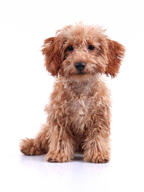 Cute Little Teddy Bear Puppy Studio Shot Front view of a cute little teddy bear dog studio shot with white background hairy puppy stock pictures, royalty-free photos & images