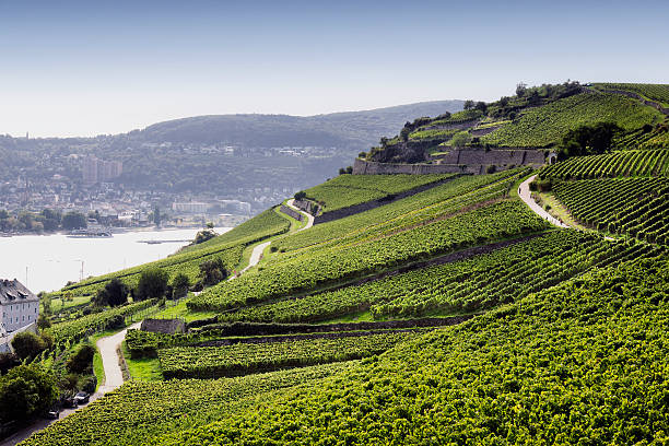 Rheingau Riesling Vineyards near the Niederwalddenkmal, Rhine River in the background\n\n[url=http://www.istockphoto.com/my_lightbox_contents.php?lightboxID=9452077][IMG]http://i60.photobucket.com/albums/h12/silberkorn/RheingauRiesling_DSC4939.jpg[/IMG][/url]\n\n[url=http://www.istockphoto.com/my_lightbox_contents.php?lightboxID=1051212][img]http://i60.photobucket.com/albums/h12/silberkorn/Wein_final.jpg[/img][/url]