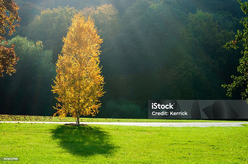 Eine Birke Baum im Herbst-Hintergrundbeleuchtung - Lizenzfrei Baum Stock-Foto