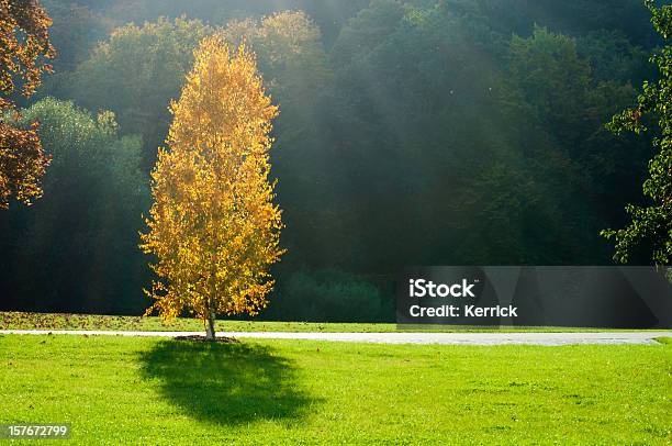 Eine Birke Baum Im Herbsthintergrundbeleuchtung Stockfoto und mehr Bilder von Baum - Baum, Birke, Blatt - Pflanzenbestandteile