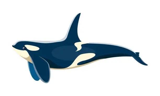 Vector illustration of Killer whale animal character, cartoon vector orca
