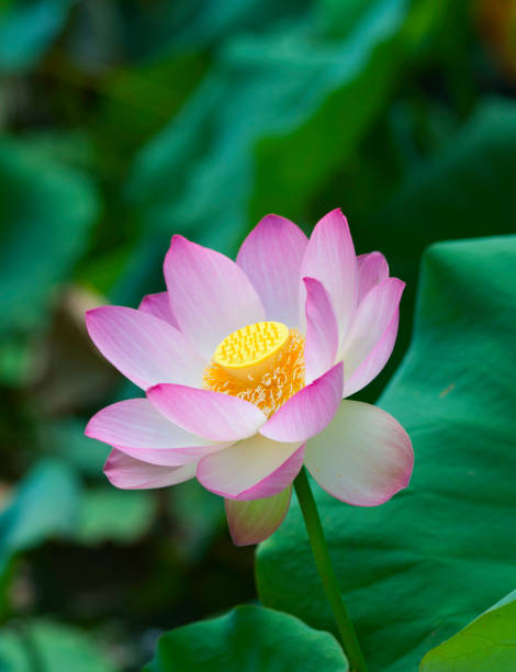 Sacred lotus lily (Nelumbo nucifera) in full bloom.
