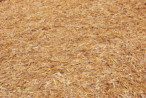 Floor covered in light brown straw straw background hay stock pictures, royalty-free photos & images