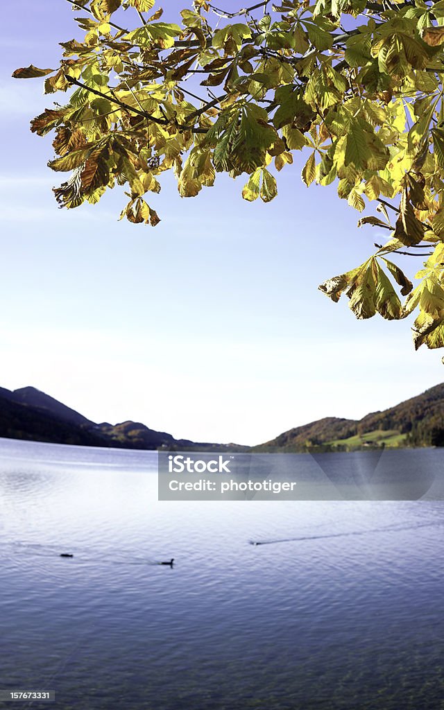 albero in autunno - Foto stock royalty-free di Acqua