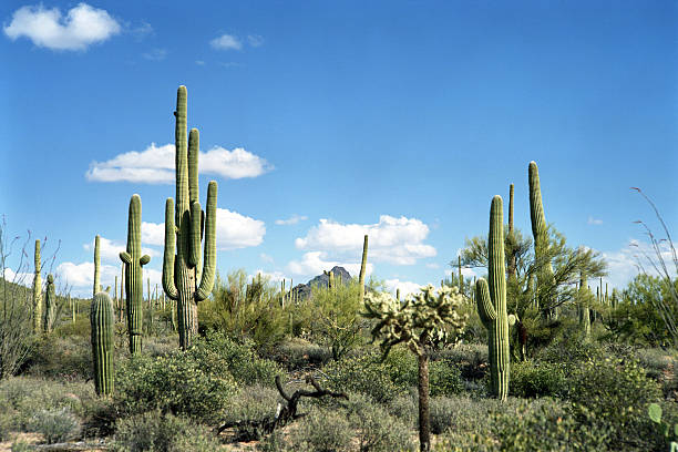 paesaggio del deserto - sonora state foto e immagini stock