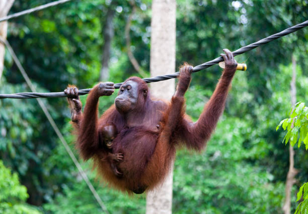 photo of an orangutan hiding behind a rock at the zoo