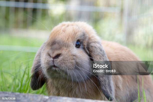 Das Orelhas Caídas Coelho Na Relva - Fotografias de stock e mais imagens de Animal de Estimação - Animal de Estimação, Ao Ar Livre, Cabeça de animal