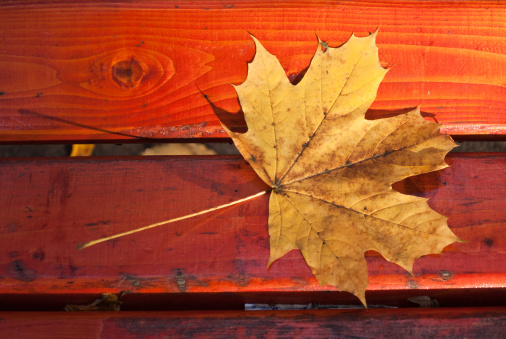 Autumn oak leaf on a park bench