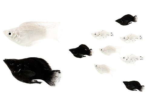 black and white fish followed by offspring