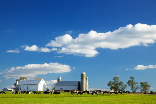 Cows grazing on farm in Lancaster County, Pennsylvania.