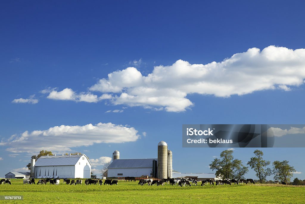 Lancaster County Farm Cows grazing on farm in Lancaster County, Pennsylvania. Farm Stock Photo