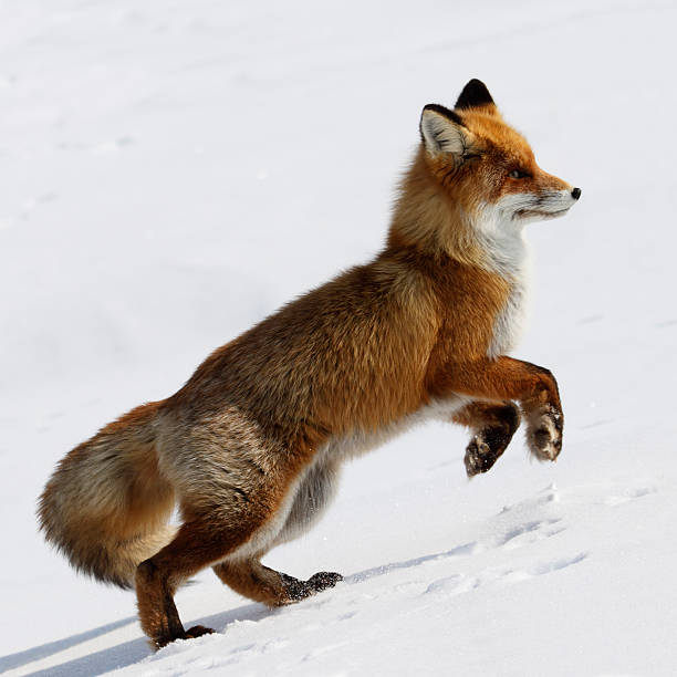 Running Fox. stock photo