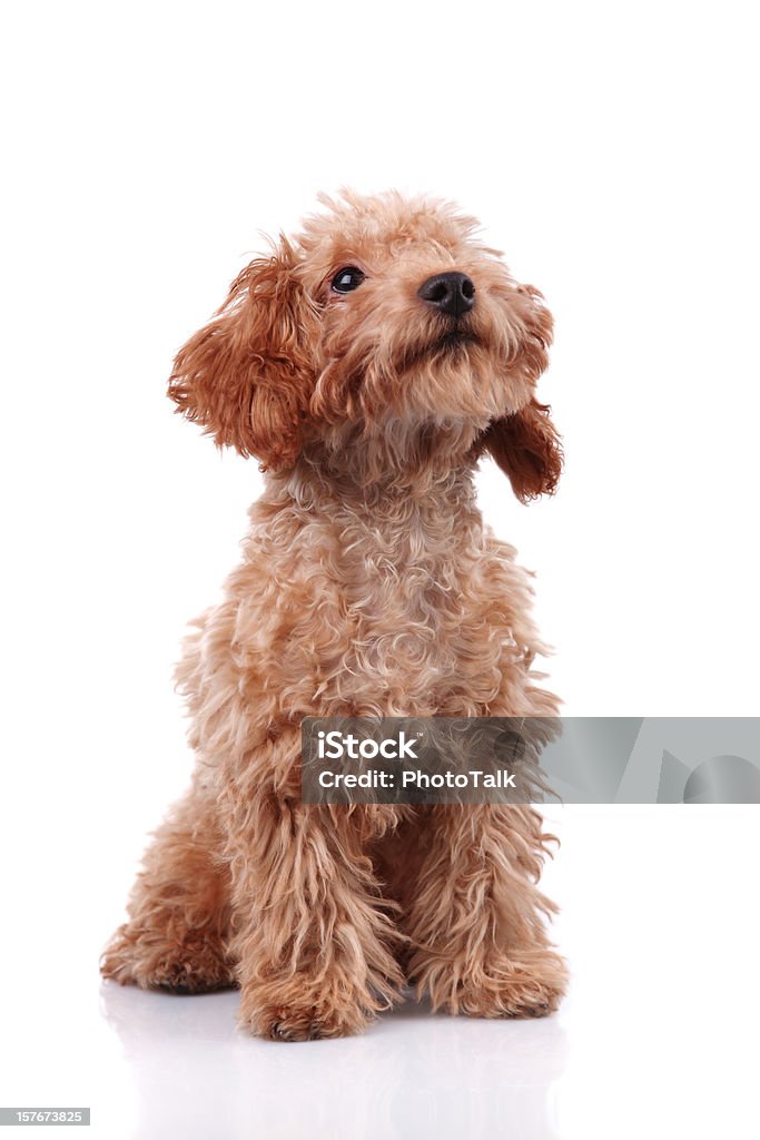 Little Dog - XXXLarge Side view of a little dog studio shot with white background Dog Stock Photo Little Dog - XXXLarge Side view of a little dog studio shot with white background Dog Stock Photo