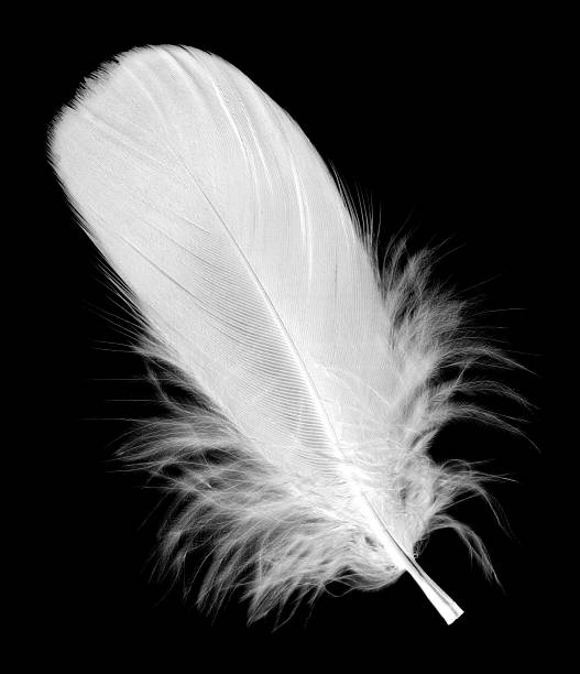 białe feather - feather softness bird macro zdjęcia i obrazy z banku zdjęć