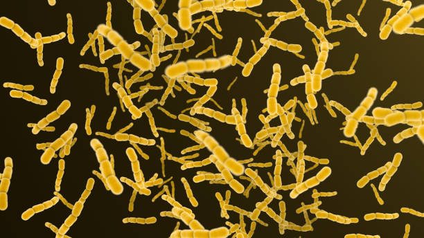 Streptococcus Pneumoniae Bacteria Cells stock photo