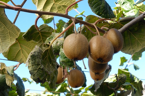 Close-up of ripening organic kiwi fruit (Actinidia deliciosa) on plant vines.