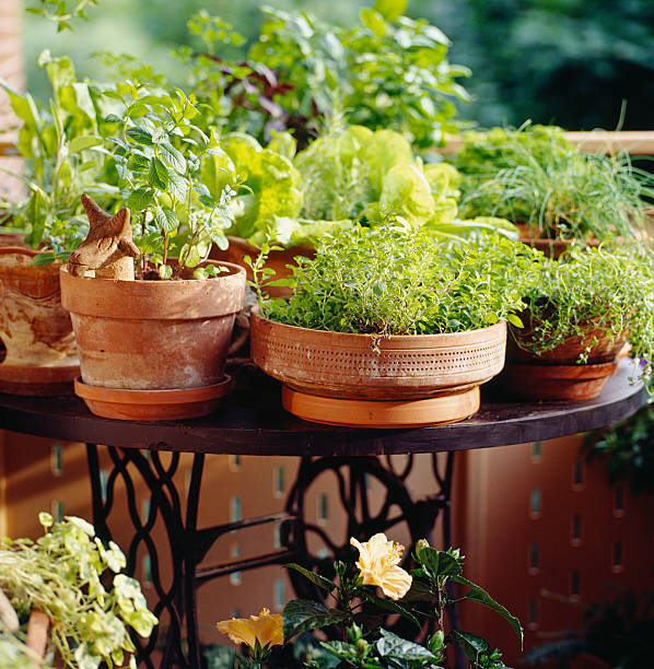 Urban balcony decorated as country oasis stock photo