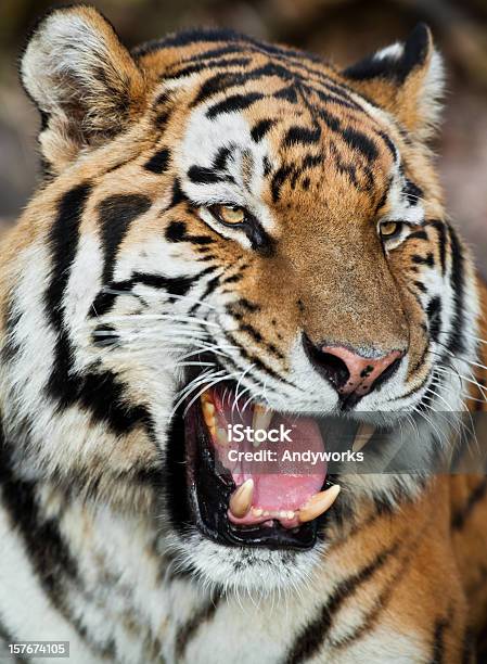 Knurren Tiger Stockfoto und mehr Bilder von Tiger - Tiger, Bewegung, Bewegungsunschärfe