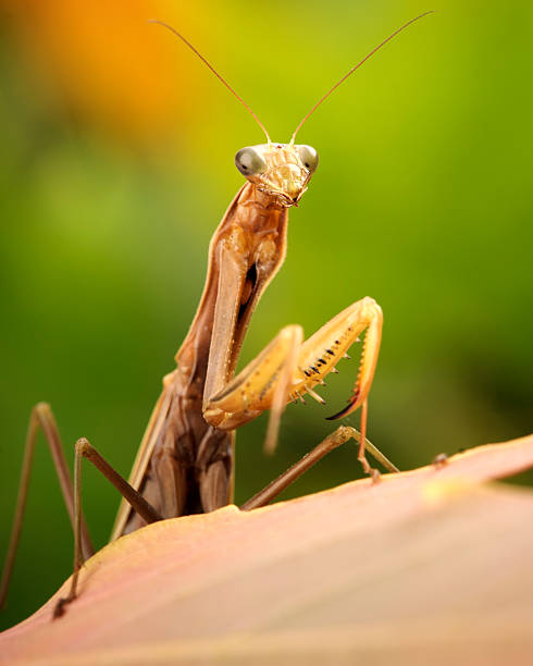 istock Macro Insect Brown European Praying Mantis (Mantis religiosa) on Leaf 157674210