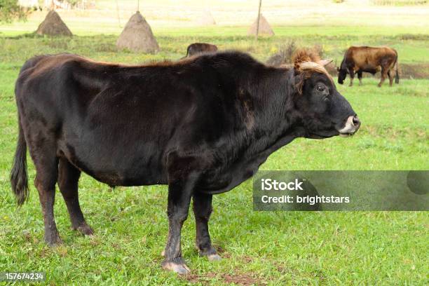 Ox Al Pascolo Nel Prato - Fotografie stock e altre immagini di Ambientazione esterna - Ambientazione esterna, Animale, Bestiame