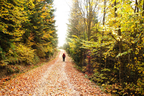 istock Woman walking in forest road 157674246
