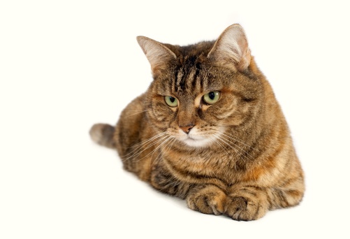 A grey and white fluffy Siberian cat looks up to a large copy space.