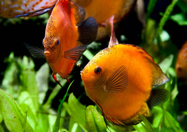 deux poissons orange disque avec des plantes vertes à l'aquarium - aquaristik photos et images de collection