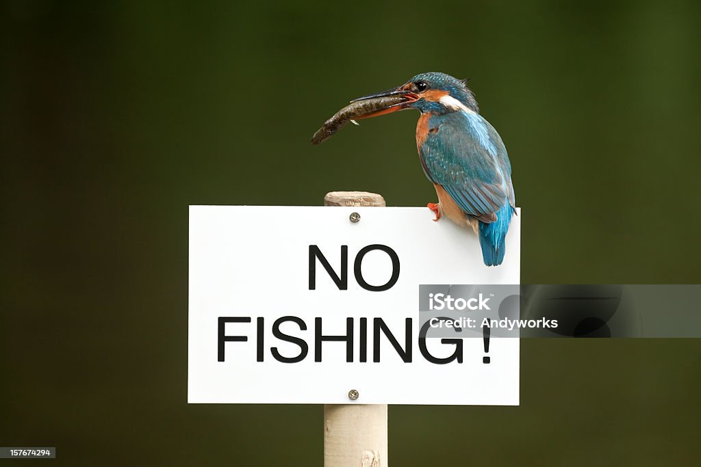 Kingfisher mit Fisch sich niederlassen auf Angeln verboten-Schild - Lizenzfrei Angeln verboten Stock-Foto