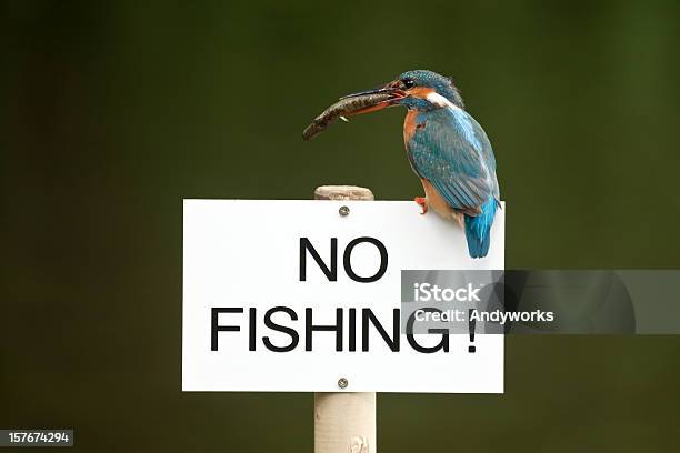 Kingfisher Mit Fisch Sich Niederlassen Auf Angeln Verbotenschild Stockfoto und mehr Bilder von Angeln verboten