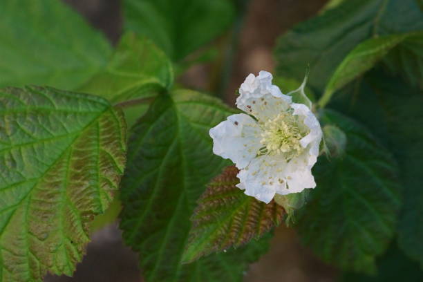 istock Medicinal plants -  blackberries flower and leaves; Rubus fruticosus 1576742979