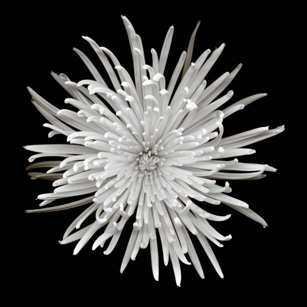 white chrysanthemum flowers