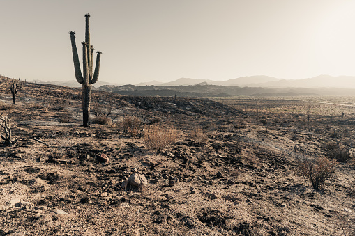 Dystopian Desert Scenery - wildfire aftermath in Tonto National Forest in Sonoran Desert landscape