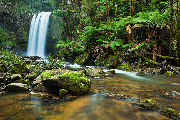 floresta pluvial cascatas, catarata de hopetown, de otway np, victoria, austrália - otway national park imagens e fotografias de stock