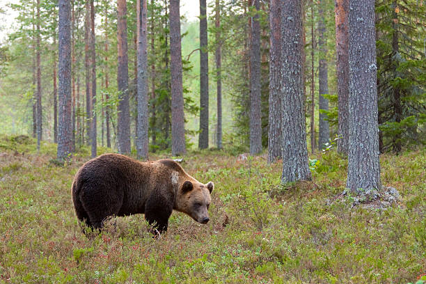 istock Brown bear in the Taiga 157675032
